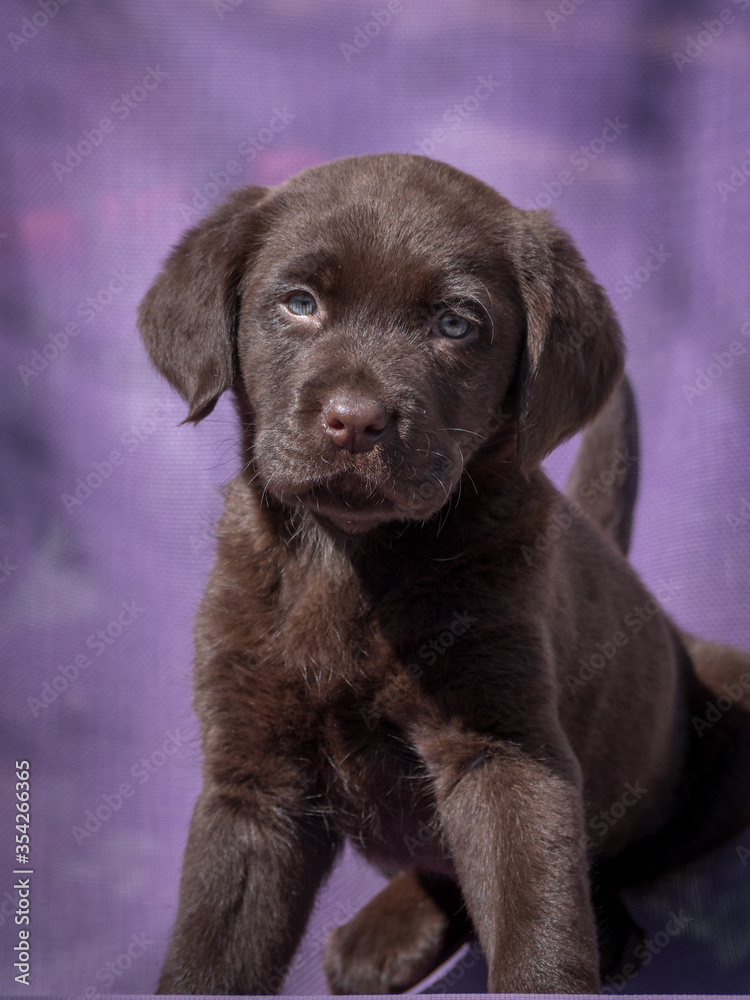 Two months old Labrador Retriever chocolate puppy on a purple chair.