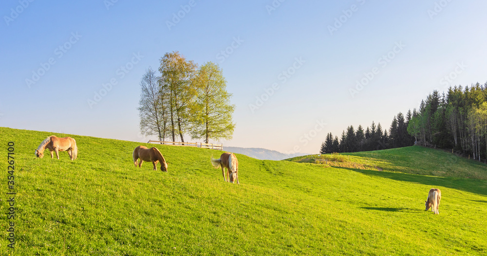 custom made wallpaper toronto digitalFour Haflinger Ponys grazing on a green field. Bavaria, Germany