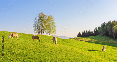 Wallpaper Mural Four Haflinger Ponys grazing on a green field. Bavaria, Germany Torontodigital.ca