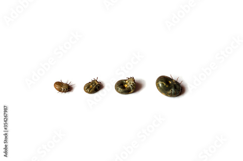 Four Ixodidae of different sizes on a white background. photo