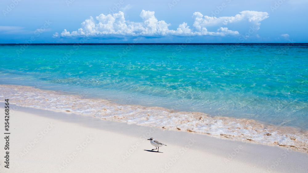 a tiny sanderling (calidris alba) is walking along the caribbean beach in front of turquoise shallow water and source clouds at the horizon