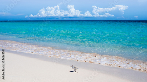 Fototapeta Naklejka Na Ścianę i Meble -  a tiny sanderling (calidris alba) is walking along the caribbean beach in front of turquoise shallow water and source clouds at the horizon