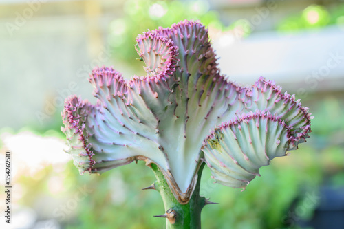 Crested Euphorbia