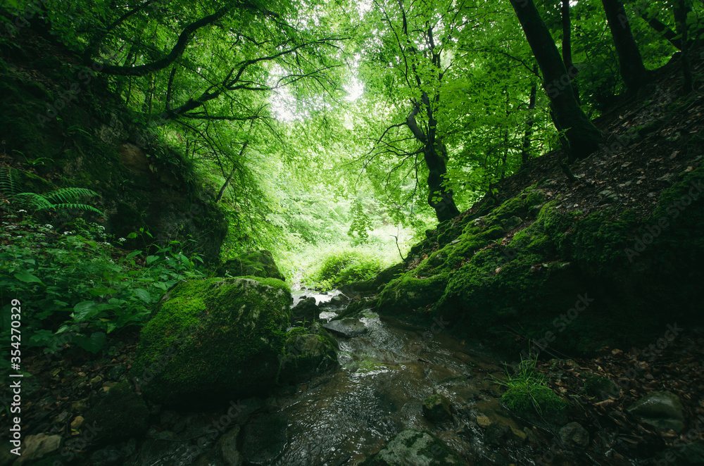 forest stream with fresh water, spring in lush green forest nature landscape forest stream with fresh water, spring in lush green forest nature landscape