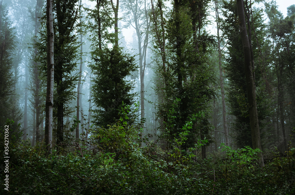 Fototapeta premium lush vegetation in woods, rainy weather in dense forest