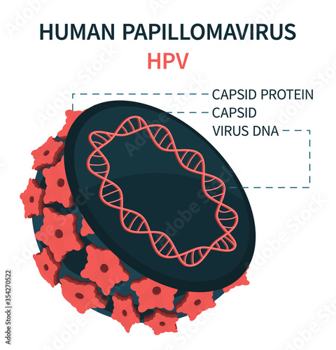 Internal structure of human papillomavirus HPV. An enlarged schematic representation. Vector illustration.