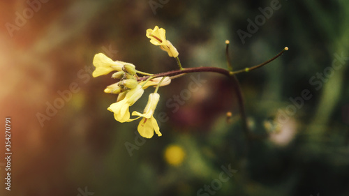 Beautiful yellow flowers in soft focus. the sun is shining