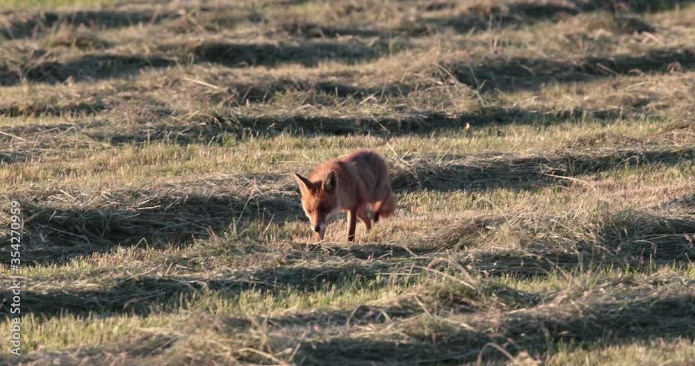 custom made wallpaper toronto digitalrenard roux (vulpes vulpes) marchant dans une prairie fauchée