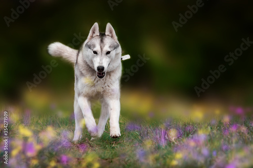 The dog is walking along the grass. Dangerous hunter. Siberian Husky is running.