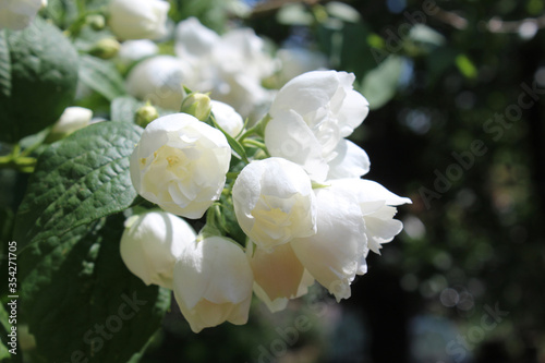 Beautiful white blooms of Philadelphus 'Virginal', the double flowered Mock orange plant. In close up, with copyspace to the right.