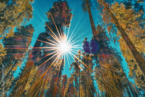 Forest of ancient sequoias in Yosemeti National Park. photo