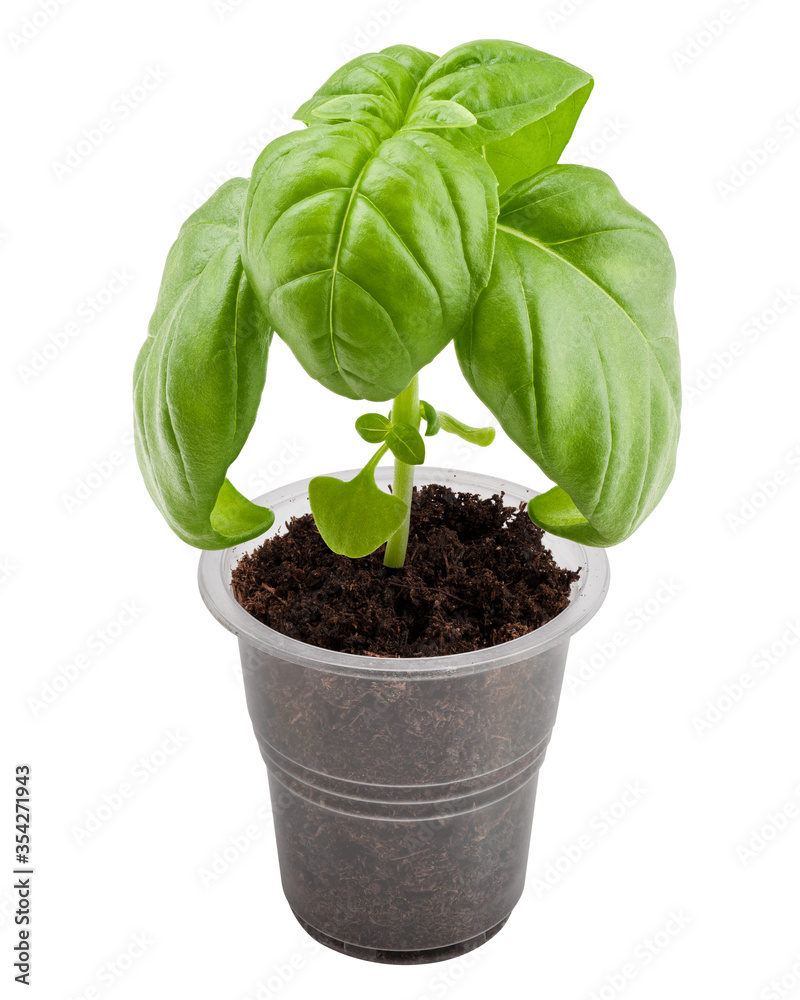 basil, isolated on white background, clipping path, full depth of field basil, isolated on white background, clipping path, full depth of field