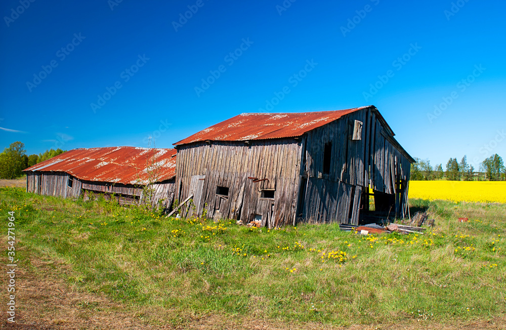 Old broken down barn with flowering canola field in background, Sweden Old broken down barn with flowering canola field in background, Sweden