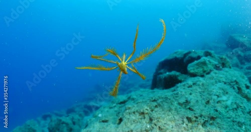 feather star moving underwater swimming and traveling antedon mediterranea