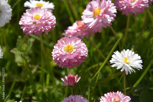 Pink daisies Blossoming in The Springtime