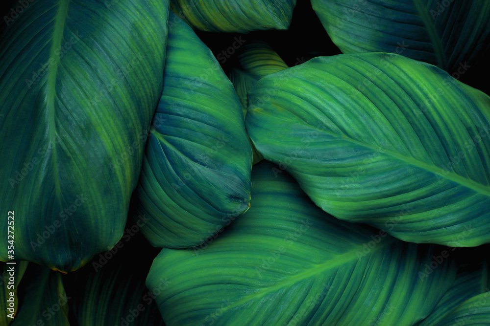 Obraz premium leaves of Spathiphyllum cannifolium, abstract green texture, nature background, tropical leaf