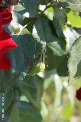rose rouge insecte feuille