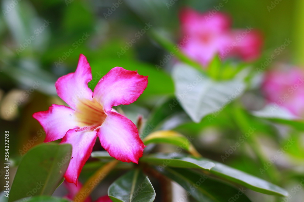 Original name(s): Adenium, or commonly called Desert Rose, is a flowering plant with pink blooms. Roses are Indonesia Flower, May 2020 Original name(s): Adenium, or commonly called Desert Rose, is a flowering plant with pink blooms. Roses are Indonesia Flower, May 2020