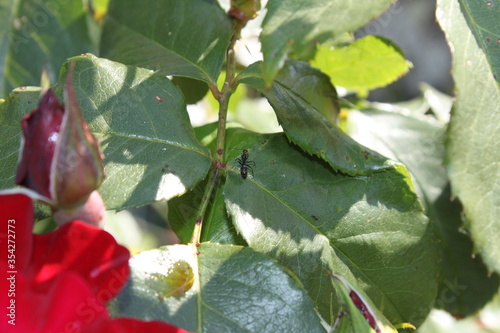 rose rouge insecte