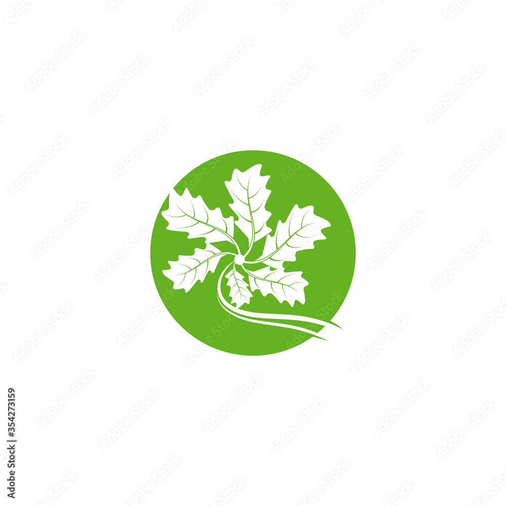 Maple leaf vector illustration Maple leaf vector illustration