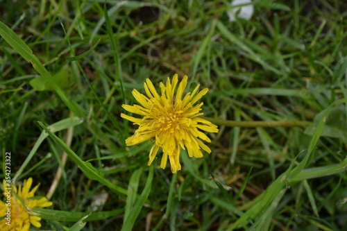 Close-up of a medicinal dandelion on a green background in the grass in the spring garden