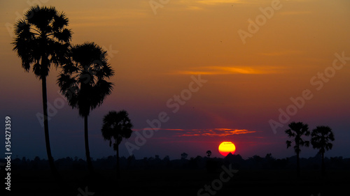Sunset landscape with palm trees