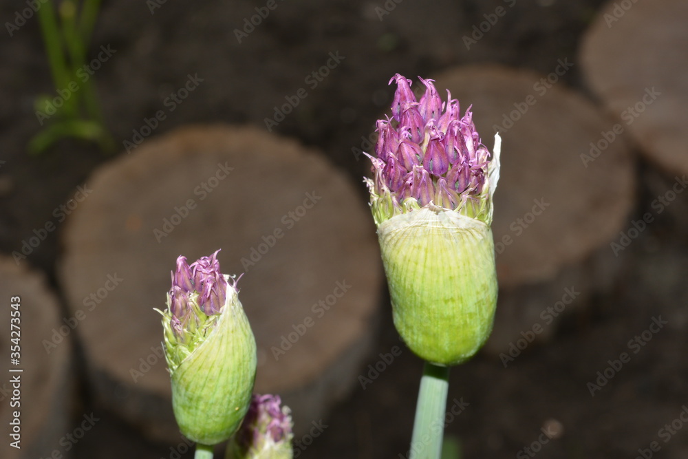 Blooming buds of decorative onions close-up in the home garden Blooming buds of decorative onions close-up in the home garden