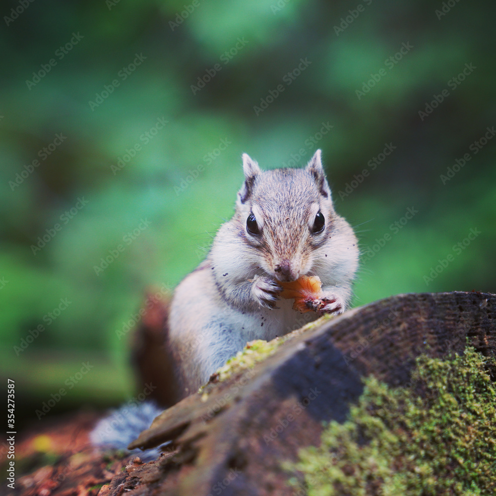 Obraz premium リス