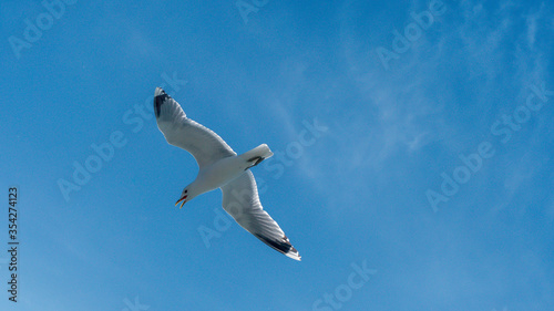 seagull is flying on the blue sky. clearly see the wings, feather, legs, eyes and body. seagull flies look elegant and some can fly in extraordinary way. 