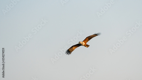 Wild red hawk is flying in nature during sunset hour. fully spread the wings clearly show texture of body and feather.