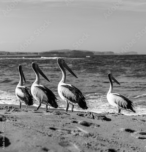 Four pelicans at the beach, sunbathing and looking at the sea and the waves