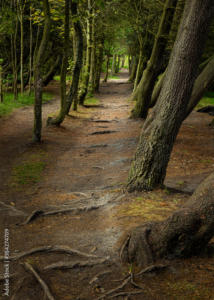 Woodland Landscape in North East England, UK. Woodland Landscape in North East England, UK.