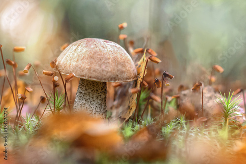 Mushroom grows in the forest among fallen leaves and moss