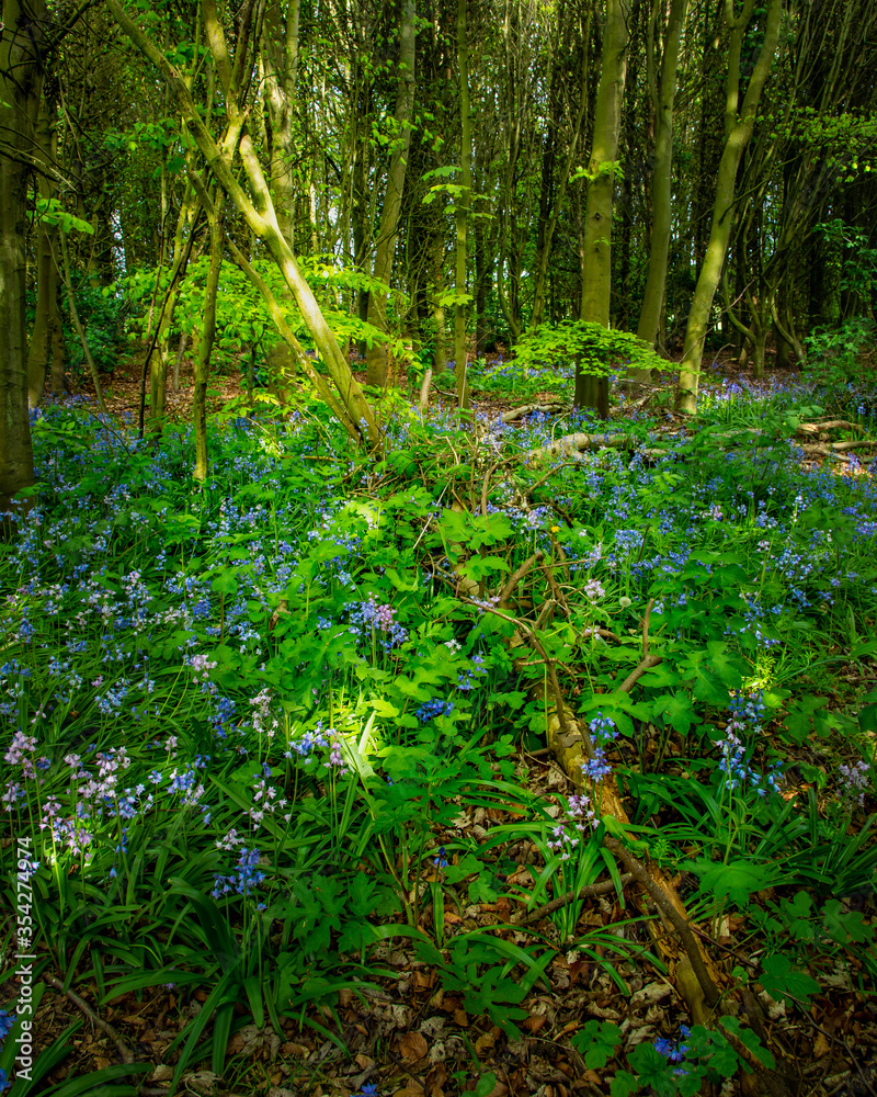 Bluebell flowers in woodland lit by dappled sunlight.