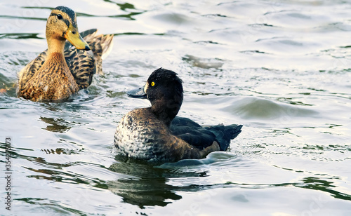 Mallard and tufted duck photo