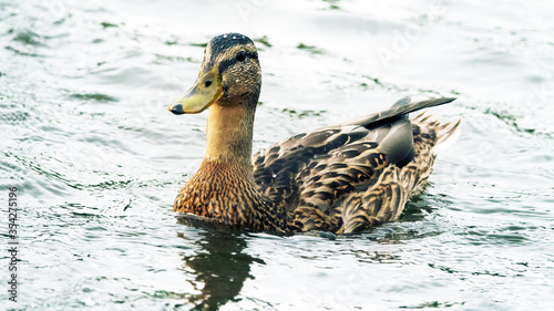 Mallard female photo