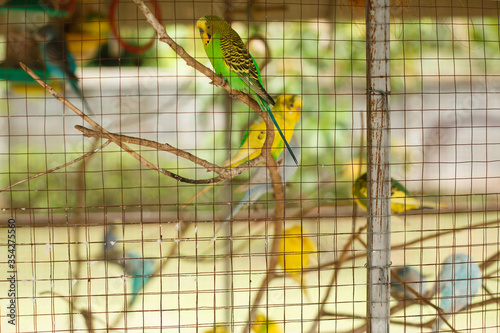 A family of multi-colored bright budgerigars sits on branches in a cage at the zoo