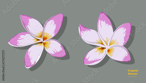 Isolated tropical flowers. Plumeria image. Design elements. Exotic bud. Pink floral plant in cartoon style. Jungle flora