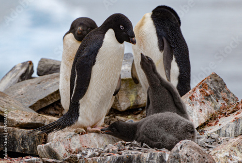 Funny penguin baby is biting the mother in the foot