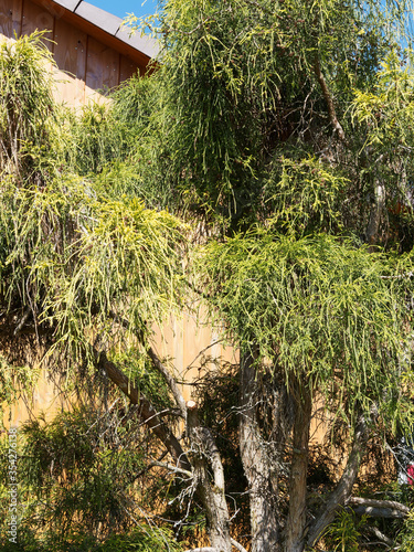 Chamaecyparis pisifera | Cyprès Sawara 'Filifera aurea', conifère ornemental au port gracieux, feuillage filiforme jaune-vert doré retombant photo