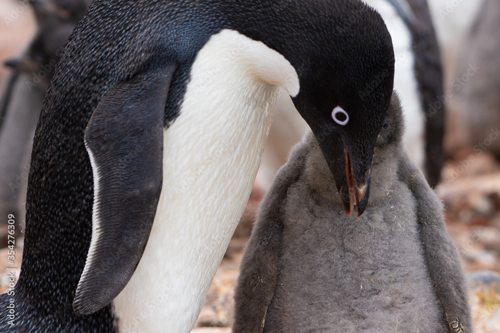 Naklejka premium A penguin baby hiding behind the adult one in Antarctica
