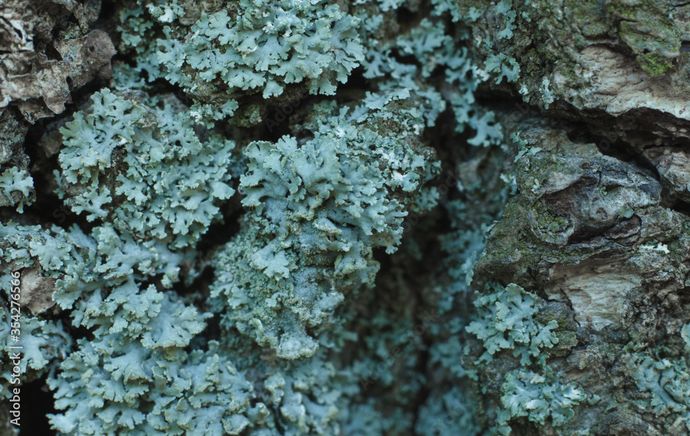 texture of turquoise tree fungus, full frame, macro photo texture of turquoise tree fungus, full frame, macro photo