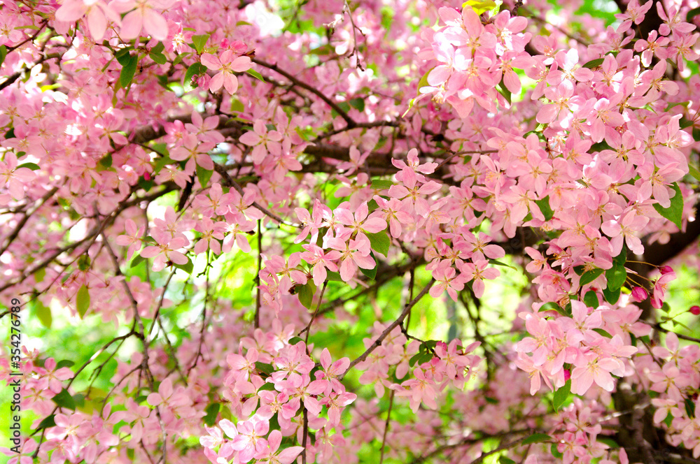 Spring Cherry blossoms, pink flowers. Botanical background,copy sapce for text. Spring Cherry blossoms, pink flowers. Botanical background,copy sapce for text.