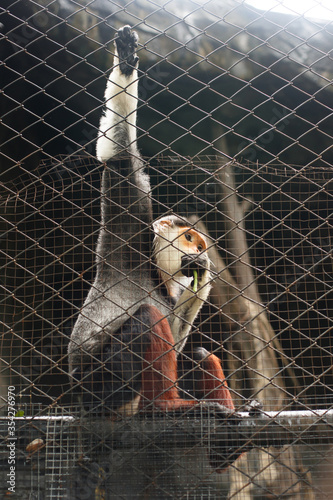 Animals and wildlife. Pygathrix nemaeus monkey or monkey hanging on a zoo cage, eating a green bean pod photo