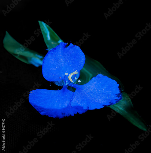 Blue Climbing day flower floating on water with black background