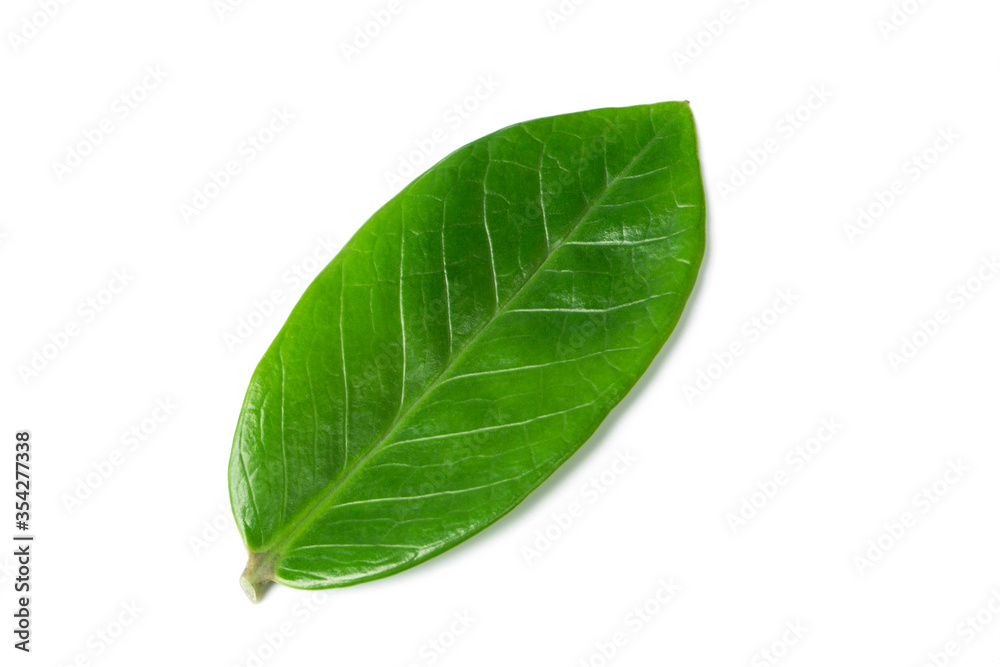 Fototapeta premium Green leaves Zamioculcas zamiifolia isolated on white background.Zanzibar gem, aroid palm , arum fern