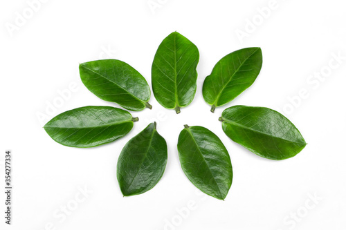 Green leaves Zamioculcas zamiifolia isolated on white background.Zanzibar gem, aroid palm , arum fern