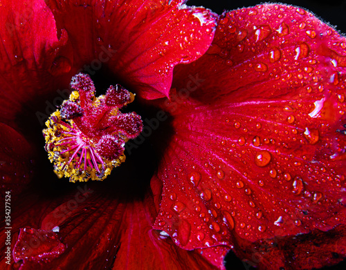 red flower (chinese rose)or rosemallow rose) with water droplets