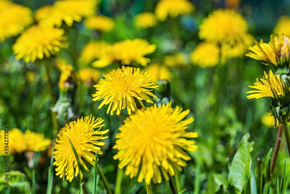 Yellow heads of flowering dandelions among green grass. Yellow heads of flowering dandelions among green grass.