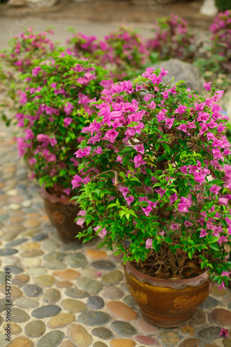 Natural floral background. A bougainvillea plant grows in pots in a park. Pink flowers of a flowering shrub.
